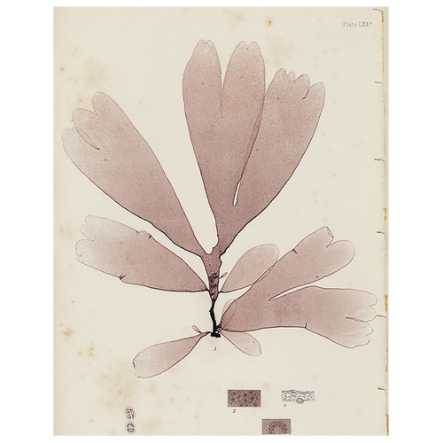 #2 Seaweed (LXXa) (p 144)