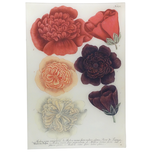 Malva Rose