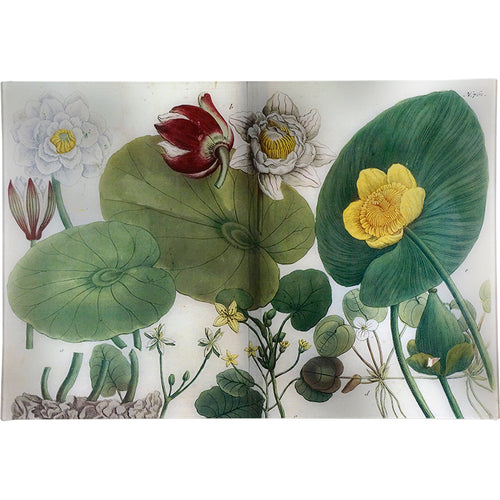 Water Lilies