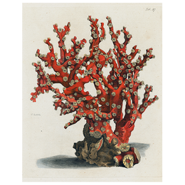 Coral Tab 37 (p 153)