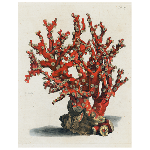 Coral Tab 37 (p 153)