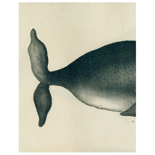 Whale (p 155)