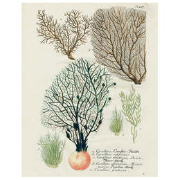 Black Fan Coral (p 157)