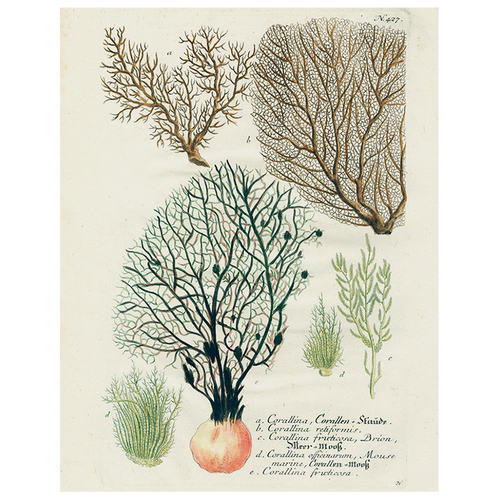 Black Fan Coral (p 157)