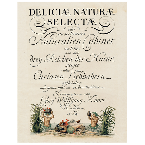 Shells, circa 1755 (p 158)