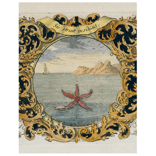 Starfish (by Day) (p 161)