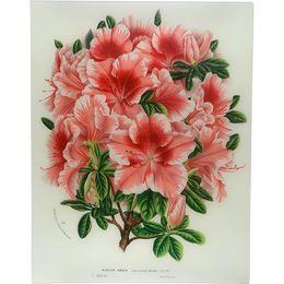 Azalea Sigismond Rucker