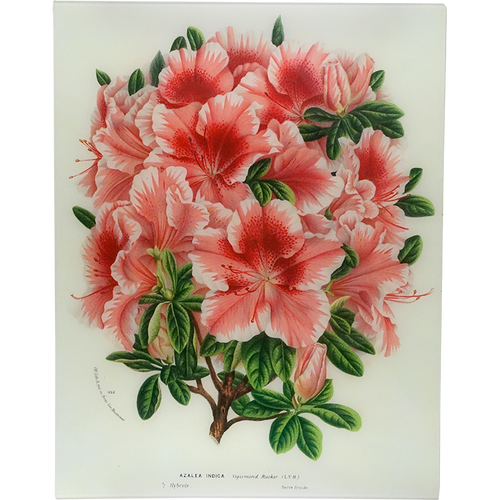 Azalea Sigismond Rucker