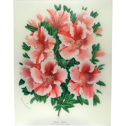 Azalea John G.V.
