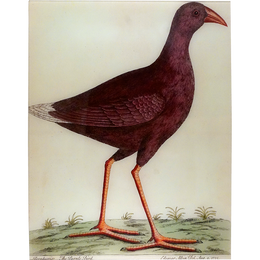 A Purple Bird