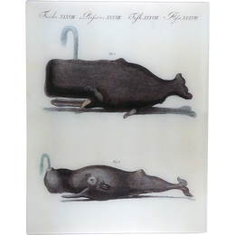 Whales