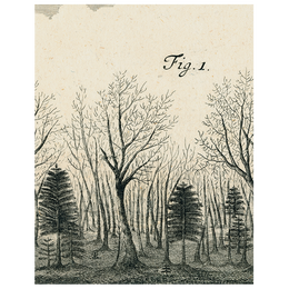 Bats in the Trees (p 169)