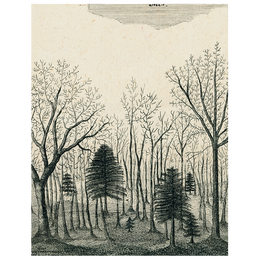 Bats in the Trees (p 170)
