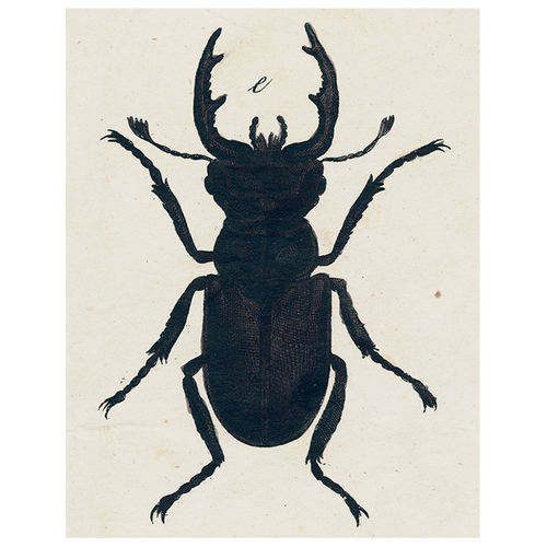 Insect Silhouette (p 171)