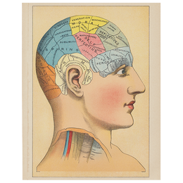 Phrenology 2 (p 174)