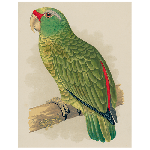Amazon Parrot (p 178)