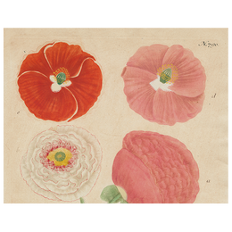 Papaver (Poppy) (p 179)
