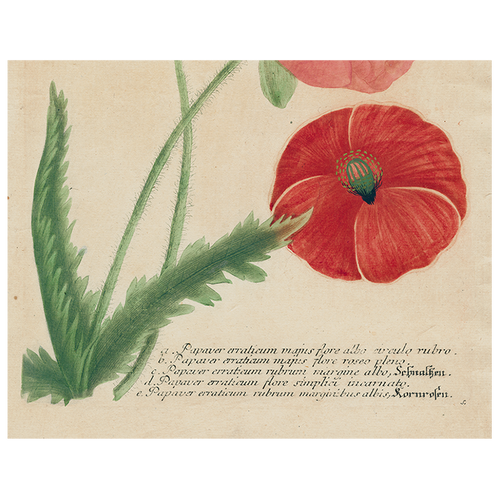 Papaver (Poppy) (p 180)