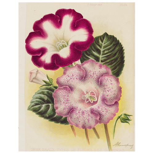 Gloxinia - Deux (p 183)