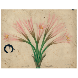 Amaryllis (p 187)