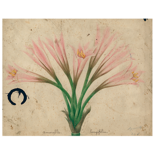Amaryllis (p 187)