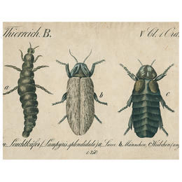 Black Beetle / Brown Insects (p 189)