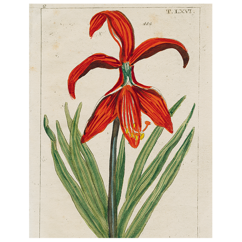 Daylily (p 193)