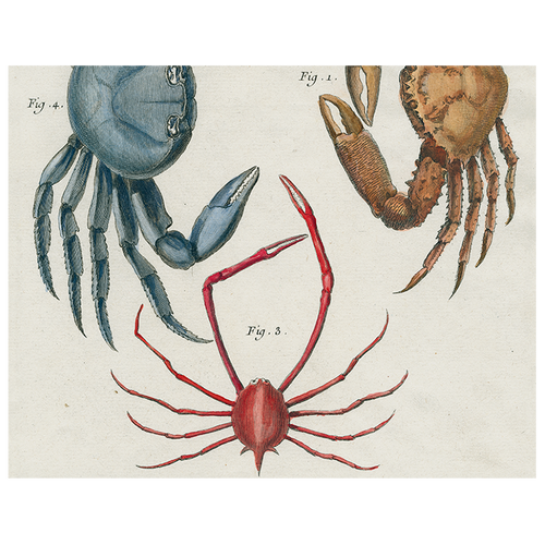 Crabs (p 196)