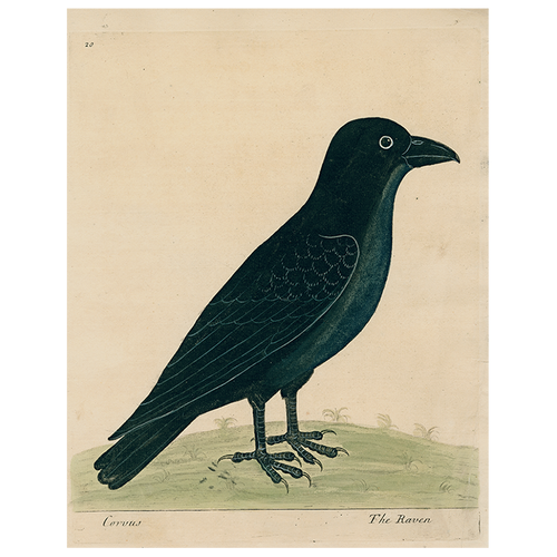 #8-Raven (Right) (p 229)