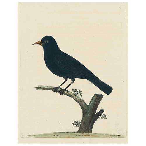 #42-Black Bird (p 230)