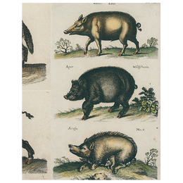 Black Boar / Wild Boar (p 244)