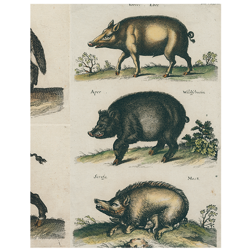 Black Boar / Wild Boar (p 244)