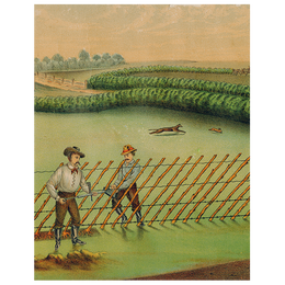 Live Hedge (p 247)