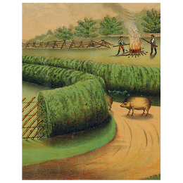 Live Hedge (p 248)