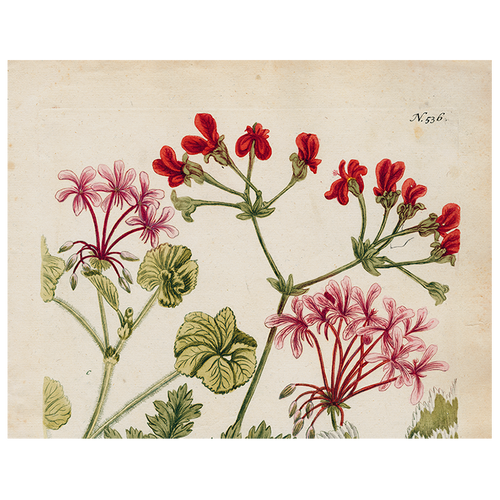 Geranium 536 (p 253)