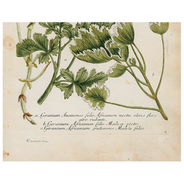 Geranium 536 (p 254)