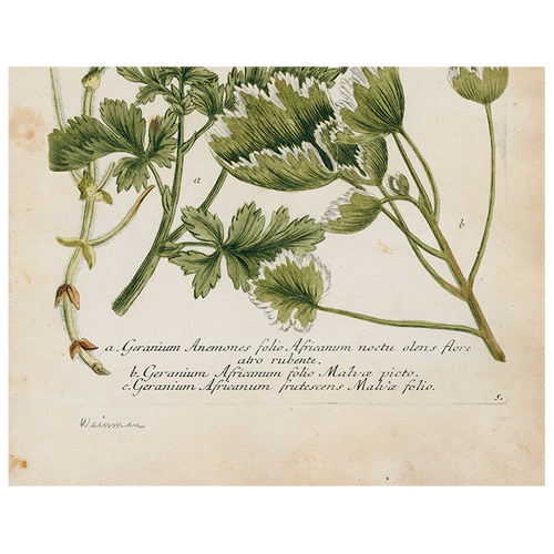 Geranium 536 (p 254)