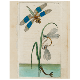 Dragonfly over Water (p 257)