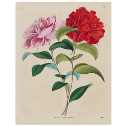 Stuttgart Flower (p 258)