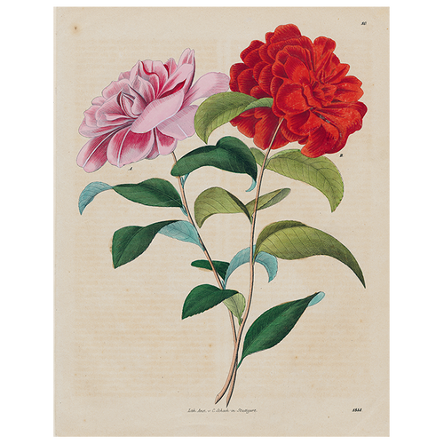 Stuttgart Flower (p 258)