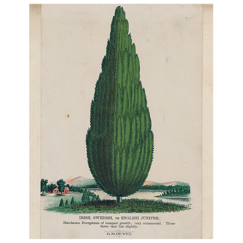 Irish Juniper (p 259)