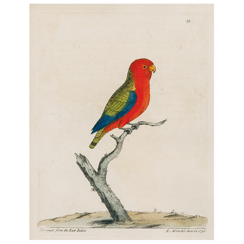 Parakeet (p 261)