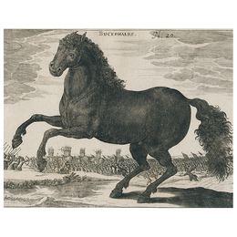 Black Horse (p 269)