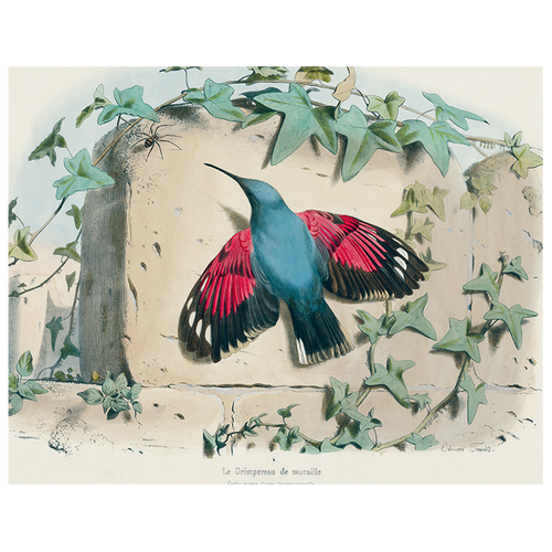 Hummingbird (p 272)