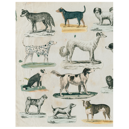 Dog Run (p 275)