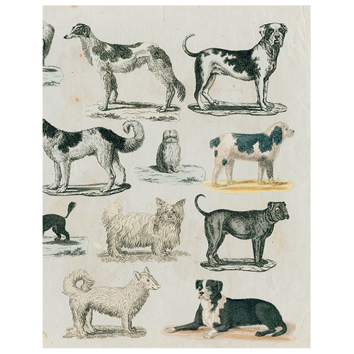 Dog Run (p 276)