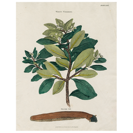 Winter Cinnamon (p 278)
