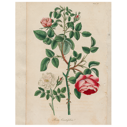 Rosa (p 282)