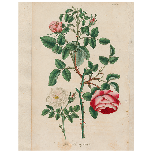 Rosa (p 282)