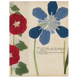 Pink Poppy / Hollyhock / Iris (p 284)